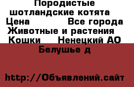 Породистые шотландские котята. › Цена ­ 5 000 - Все города Животные и растения » Кошки   . Ненецкий АО,Белушье д.